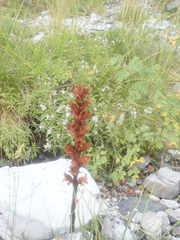 Orobanche