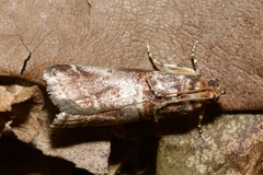 Acrobasis advenella