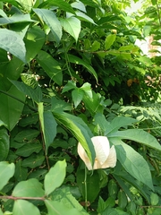 Momordica cochinchinensis