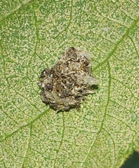 Pseudomallada