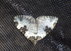 Xanthorhoe fluctuata