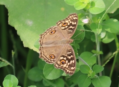 Junonia lemonias