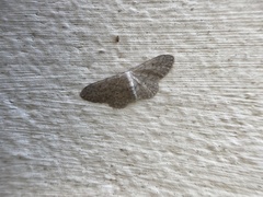 Idaea seriata
