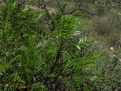 Pseudosmodingium andrieuxii