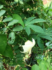 Momordica cochinchinensis