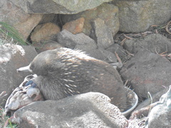 Tachyglossus aculeatus