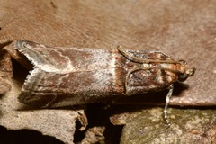 Acrobasis advenella