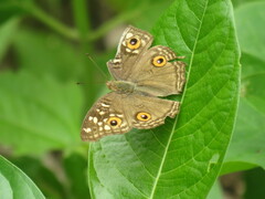 Junonia lemonias