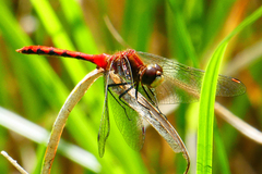 Sympetrum obtrusum