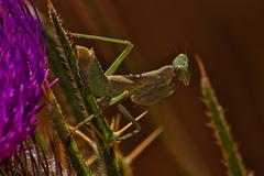 Ameles spallanzania