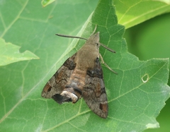 Macroglossum