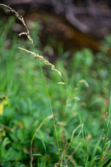 Beckmannia syzigachne