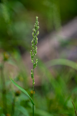 Beckmannia syzigachne