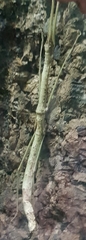 Phaenopharos khaoyaiensis