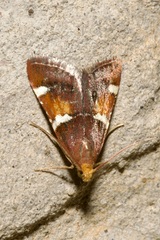 Pyralis regalis