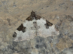 Xanthorhoe fluctuata