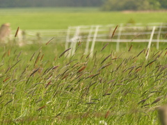 Alopecurus pratensis