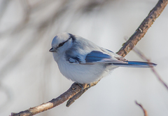 Cyanistes cyanus