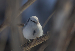 Cyanistes cyanus