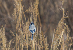 Cyanistes cyanus