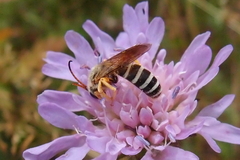 Halictus sexcinctus
