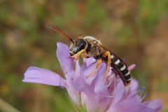 Halictus sexcinctus
