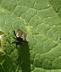 Adelphocoris seticornis