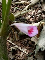 Boesenbergia