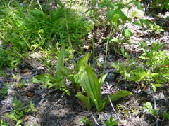 Cypripedium acaule