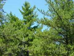 Pinus banksiana