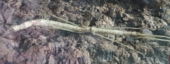 Phaenopharos khaoyaiensis