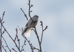Cyanistes cyanus