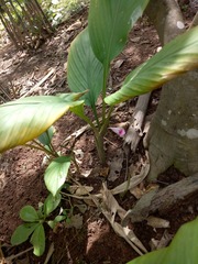Boesenbergia
