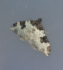 Xanthorhoe fluctuata