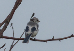 Cyanistes cyanus