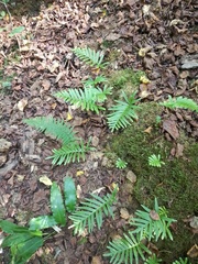 Polypodium cambricum