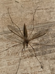 Tipula oleracea