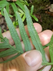 Polypodium cambricum