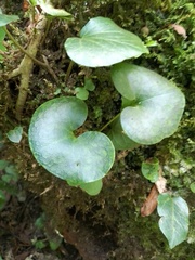 Asarum caucasicum