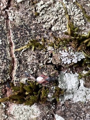 Oxycarenus lavaterae