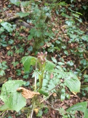 Cicerbita macrophylla