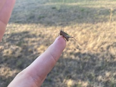 Chorthippus dorsatus