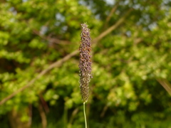 Alopecurus pratensis