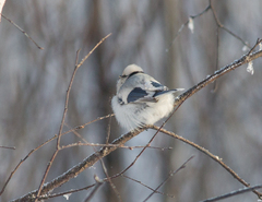 Cyanistes cyanus
