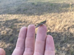 Chorthippus dorsatus