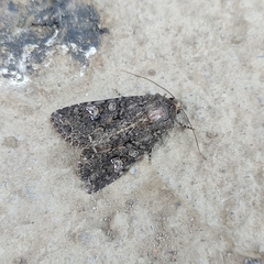 Mamestra brassicae