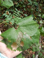 Cicerbita macrophylla