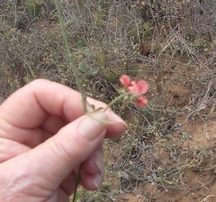 Indigofera heterophylla
