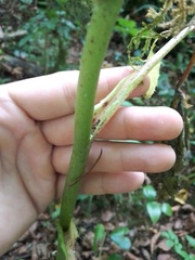 Cicerbita macrophylla