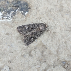 Mamestra brassicae
